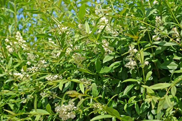 Blüte Des Liguster Ligustrum Vulgare — Stockfoto