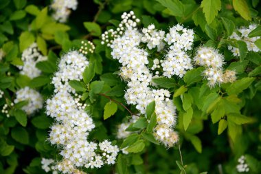 Çiçekli spirea (Spiraea chamaedryfolia L.)