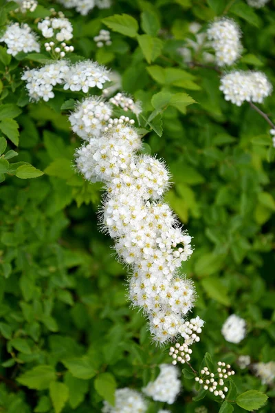 Inflorescences Meadowsweet Spiraea Chamaedryfolia — Stock Photo, Image