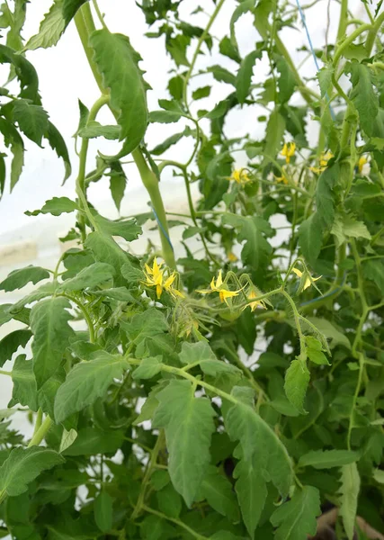 Floração Tomate Estufa — Fotografia de Stock