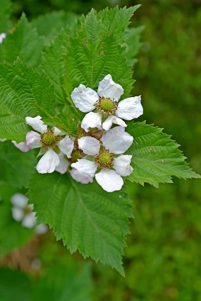 Les Fleurs Mûres Sont Artisanales Rubus Fruticosus — Photo