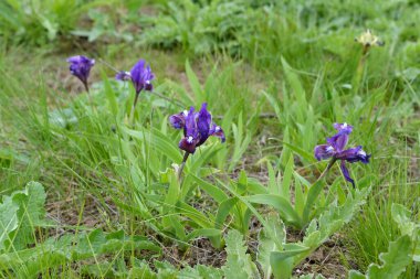 Vahşi cüce irisler (Iris pumila L.) bahar bozkırlarında. Kalmykia