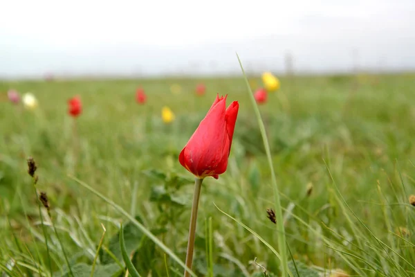 Tulipán Rojo Estepa Schrenka Día Primavera Kalmykia — Foto de Stock