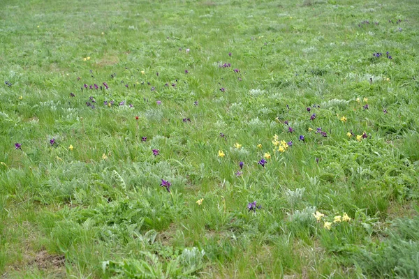 Bloeiende Lente Kaspische Steppe Kalmykia — Stockfoto