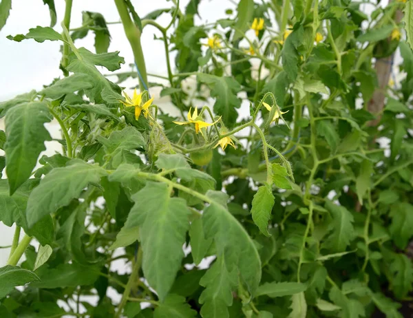 Plantas Tomate Floridas Estufa — Fotografia de Stock