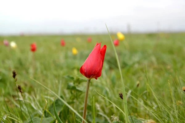 Červený Stepní Tulipán Schrenka Jarní Den Kalmykia Stock Fotografie