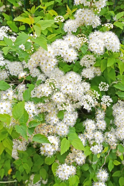 Spirea Dubravcolista Spiraea Chamaedryfolia Цветочные Растения — стоковое фото