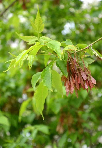 Eschenahorn Acer Negundo Blätter Und Unreife Früchte — Stockfoto