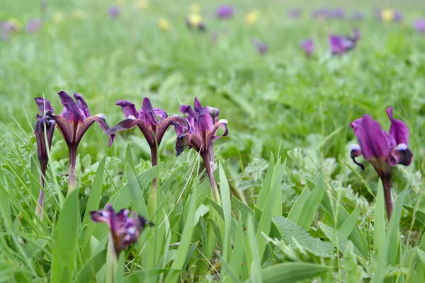 Kwitnienie Tęczówek Karłowatych Iris Pumila Stepie Kaspijskim Kalmykia — Zdjęcie stockowe