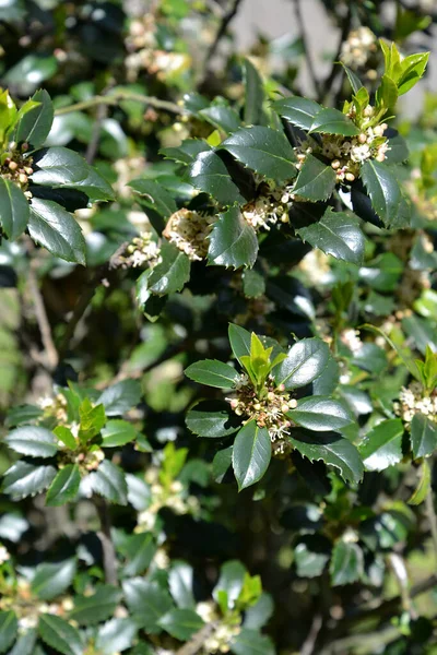 Цвітіння Холлі Спікі Ilex Aquifolium Стокове Фото