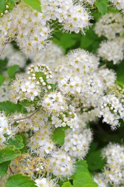 Meadowsweet (Spiraea chamaedryfolia L.). Inflorescences yakın plan