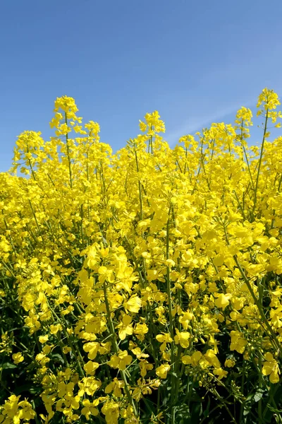 Mavi Gökyüzüne Karşı Sarı Kolza Çiçeği — Stok fotoğraf