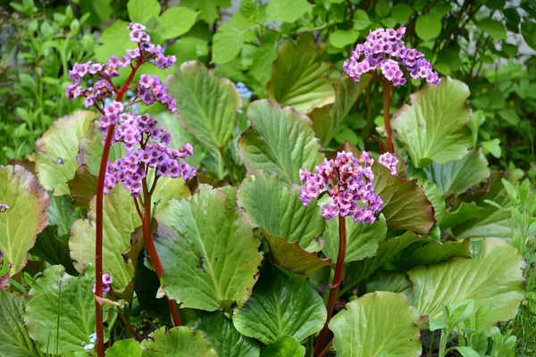 Badan Gęsto Liściasty Bergenia Crassifolia Fritsch Kwiatostany Liście Wiosną — Zdjęcie stockowe