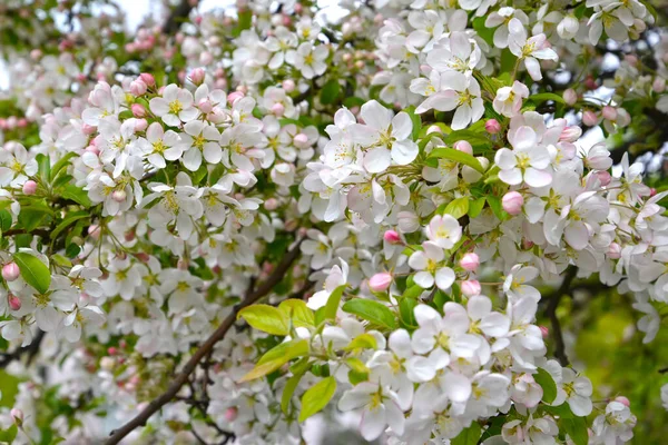 Blommande Äppelträd Dekorativa Malus Mill Bakgrund — Stockfoto
