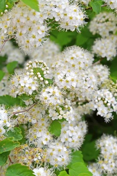 Het Weiland Spiraea Chamaedryfolia Bloeiwijzen Close — Stockfoto