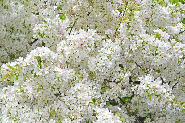 Die Prächtige Blüte Des Apfelbaums Ist Dekorativ Malus Mill Hintergrund — Stockfoto