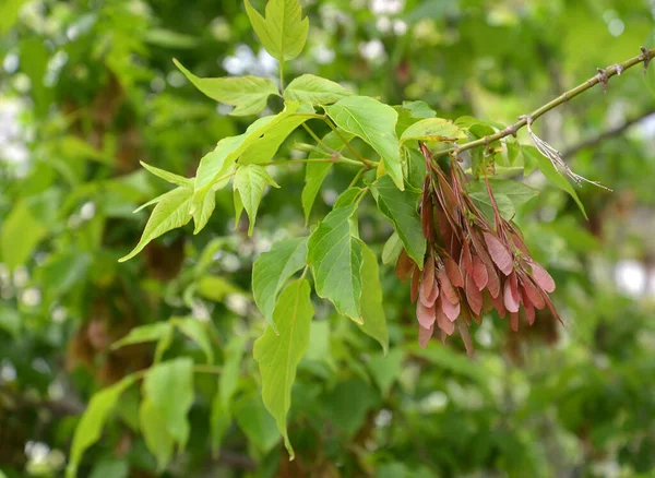 Zweig Mit Unreifen Früchten Des Eschenahorns Acer Negundo — Stockfoto
