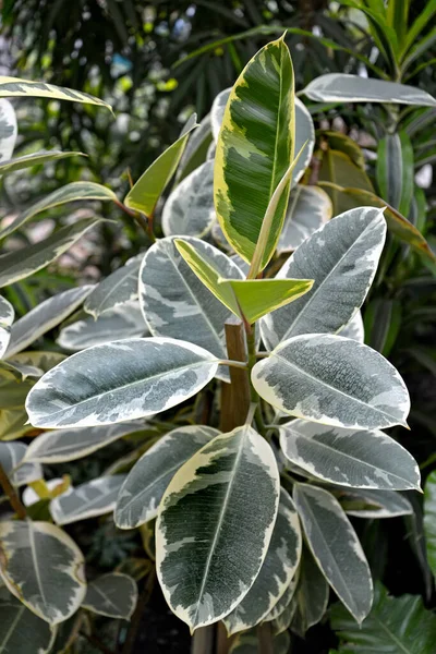 Cuscinetto Gomma Ficus Varietà Tineke Ficus Elastica Roxb Hornem Cresce — Foto Stock