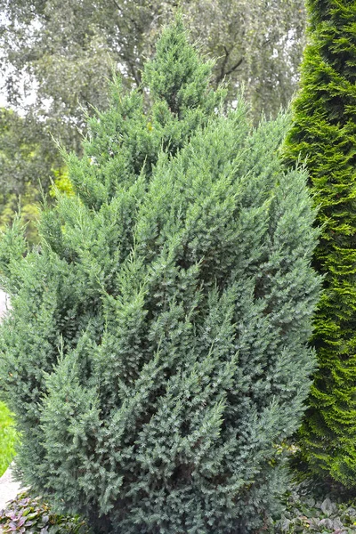 Juniper Scaly Βαθμού Loderii Juniperus Squamata Lamb Γενική Άποψη Του — Φωτογραφία Αρχείου