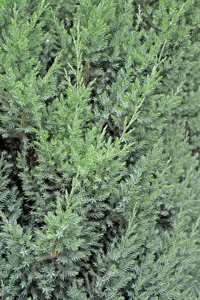 Juniper Scaly Grade Loderii Juniperus Squamata Lamb Background — Stock Photo, Image