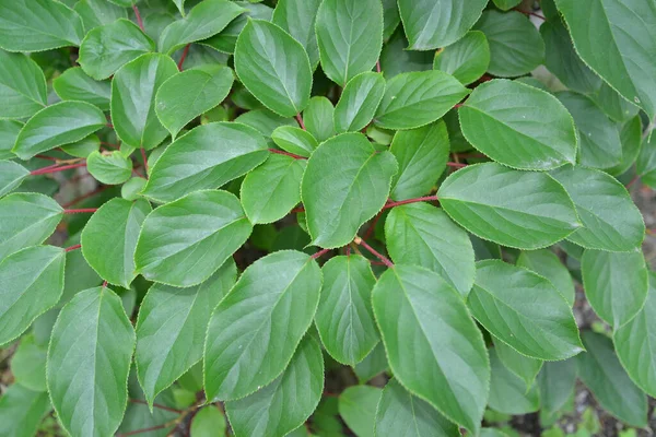 Actinidia Arguta Siebold Zucc Tanaman Mantan Miq Latar Belakang — Stok Foto