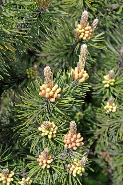 Çiçekli Çam Pinus Sylvestris Bahar Stok Resim
