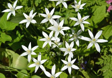 Çiçekli kümes hayvanları çiftçisi (Ornithogalum L.). Bahar