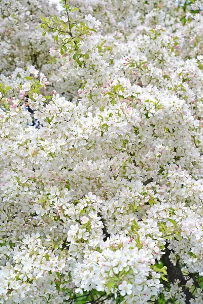 Abbondante Mela Fioritura Decorativa Malus Mulino Contesto — Foto Stock