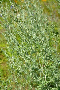 Acı pelin otu (Artemisia absinthium L.). Çiçek açan bitki.