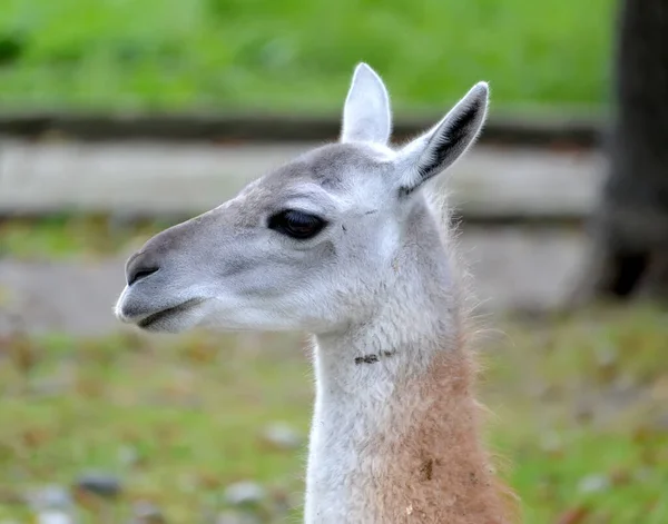 美洲驼 Lama Glama Linnaeus 的特征描述 — 图库照片