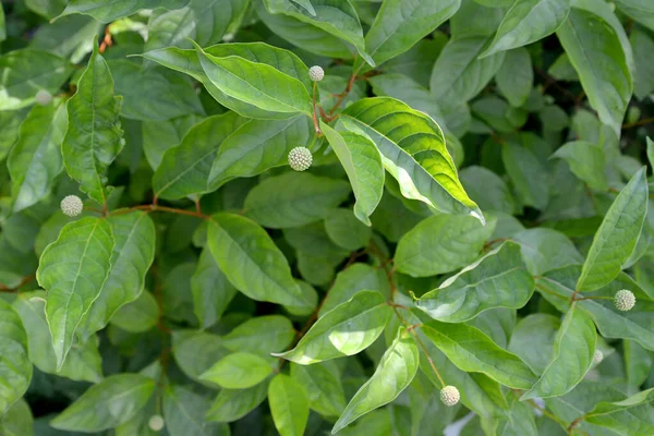 Westlicher Blütenkopf Cephalanthus Occidentalis Knospen Und Blätter — Stockfoto