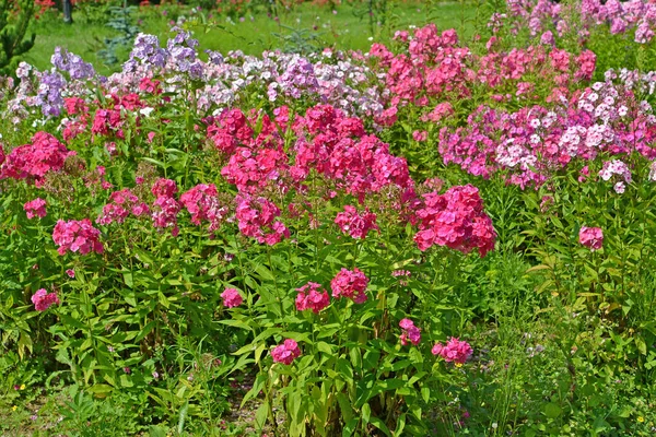 Stada Odmian Kwitną Ogrodzie — Zdjęcie stockowe