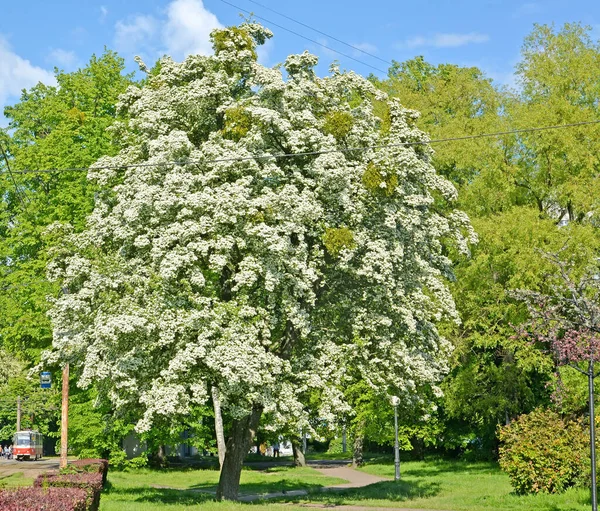 Biancospino Fiore Nella Piazza Della Città — Foto Stock