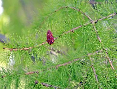 Avrupa tarla kuşu (Larix desidua Mill).)