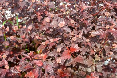 Viburum mesanesi (Physocarpus opulifolius), Diabolo veya Purpureus türleri