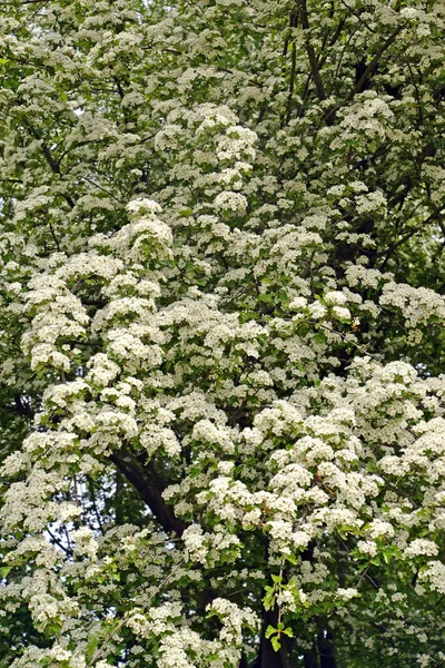 Flowering Hawthorn Monopestic Crataegus Monogyna Jacq Spring — Stock Photo, Image