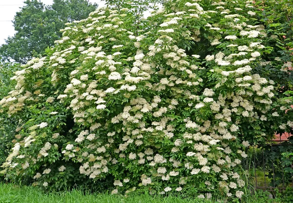 Yaşlı Siyah Sambucus Nigra Çiçek Açan Bitkilerin Genel Görünümü — Stok fotoğraf