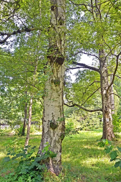 Kağıt Huş Ağacı Betula Papyrifera Marshall Bir Yaz Gününde — Stok fotoğraf