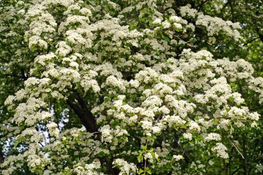Hawthorn monopestik (Crataegus monogyna Jacq.). Çiçek açan bitki.