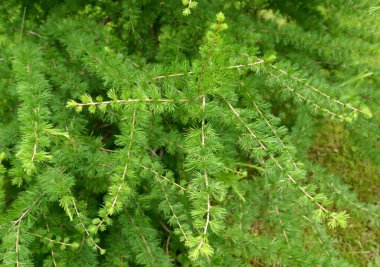 Avrupa tarlakuşunun genç yeşil iğneleri (Larix desidua Mill.)