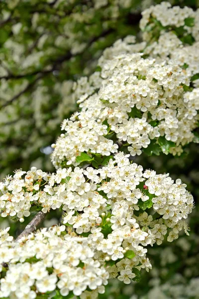 Una Rama Con Flores Espino Monopestic Crataegus Monogyna Jacq —  Fotos de Stock