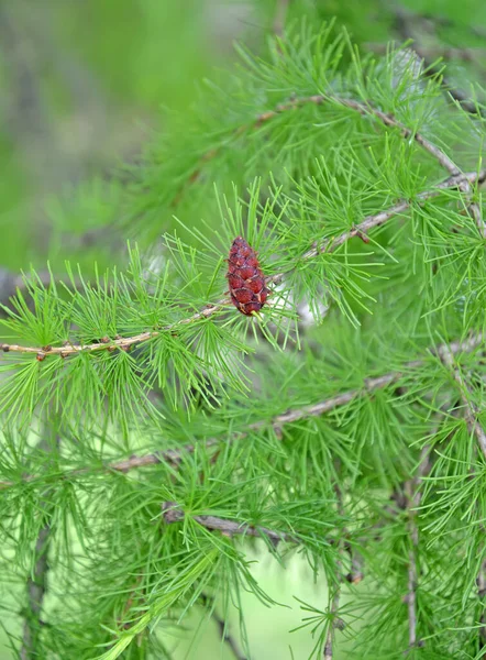 Fiatal Vörösfenyő Európai Larix Decidua Mill — Stock Fotó