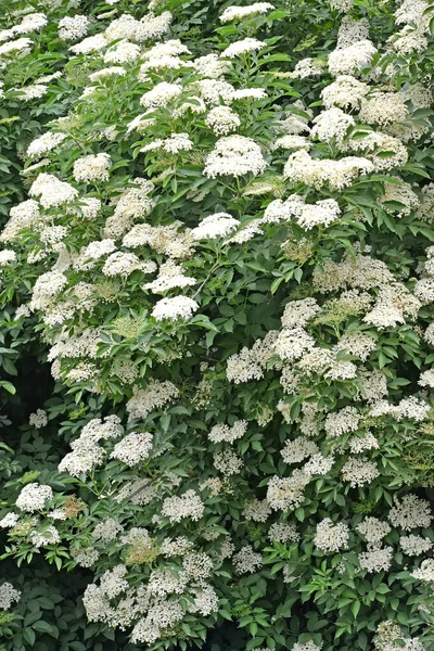 Flowering Black Elder Sambucus Nigra — Stock Photo, Image