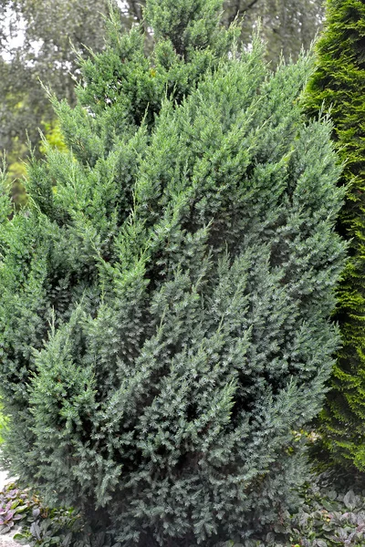 Juniper Scaly Βαθμού Loderii Juniperus Squamata Lamb Γενική Άποψη Του — Φωτογραφία Αρχείου