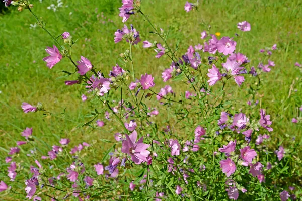 Bloeiende Muskuskaaimest Malva Moschata — Stockfoto