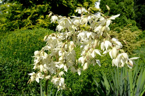 Λευκά Άνθη Του Είδους Yucca Filamentous Yucca Filamentosa — Φωτογραφία Αρχείου