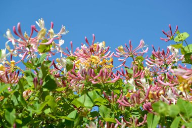 Mavi gökyüzünün arka planında çiçek açan hanımeli kapriol (Lonicera caprifolium L.)