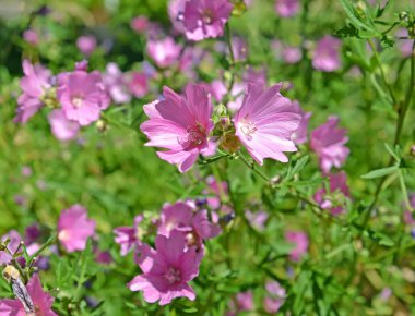 Misk böceği çiçekleri (Malva moschata L.)
