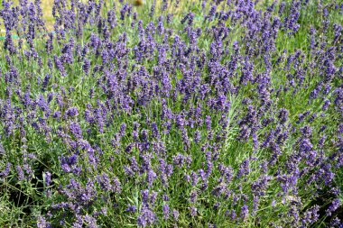 Çiçekli lavanta yapraklı (Lavandula angustifolia Mill.). Arkaplan