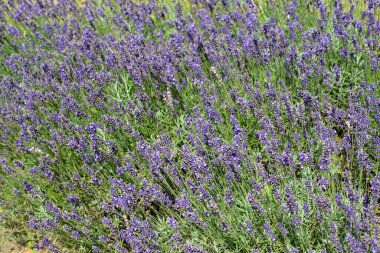 Dar yapraklı lavanta (Lavandula angustifolia Mill.) bol çiçekli. Arkaplan